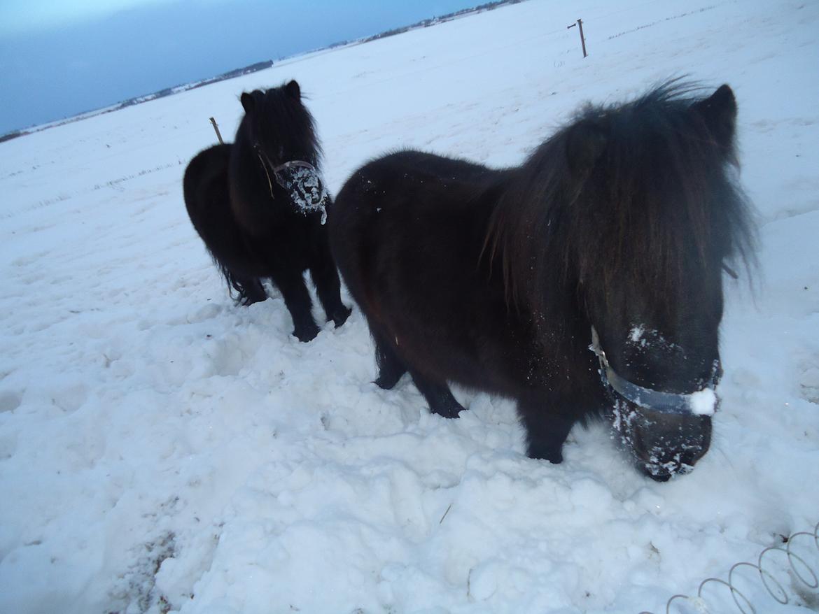 Shetlænder Robin<3 - Sneeeee! :) billede 10