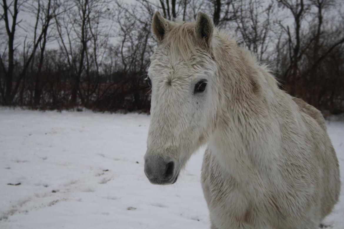 Anden særlig race Miggi - 15-12-2012 billede 11