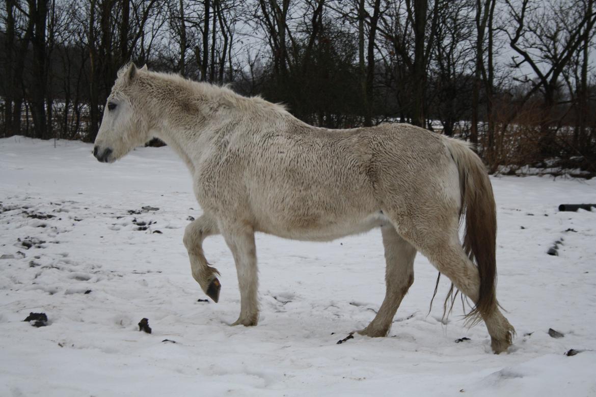 Anden særlig race Miggi billede 19