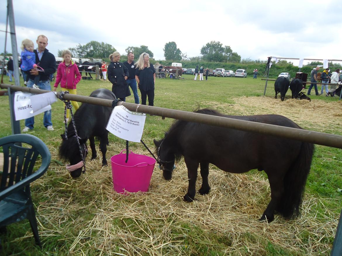 Shetlænder Robin<3 - Dyrskue ALLE elskede Robin! :D  billede 11