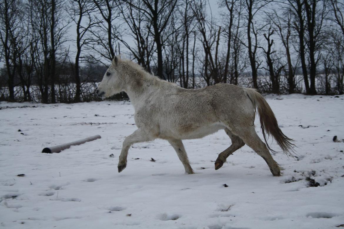 Anden særlig race Miggi - blæremås 15-12-2012 billede 20