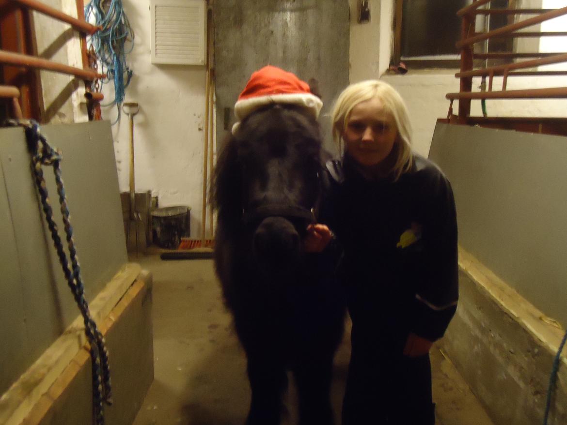 Shetlænder Robin<3 - Juuul!! :D  billede 13