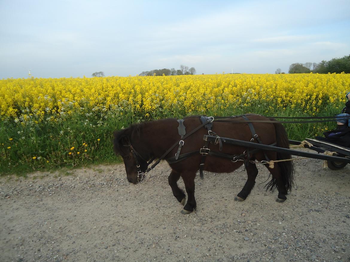 Shetlænder Robin<3 - Robin elsker at køre!!! <3 billede 9