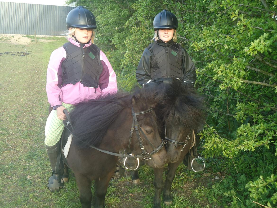 Shetlænder Robin<3 - Robin og Rikke! <3 På vej ud og nyde det gode vejr!!! :) billede 5