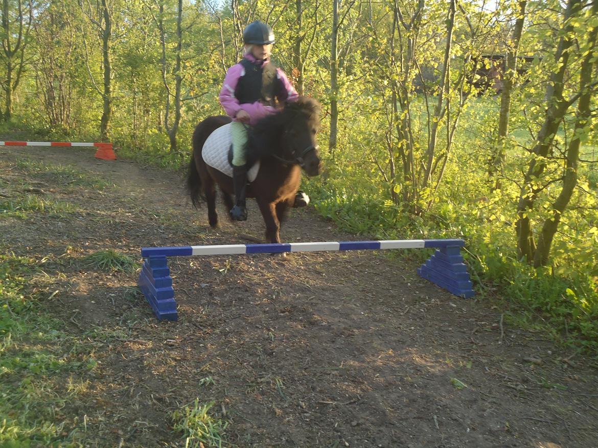 Shetlænder Robin<3 - Spriiing! :D billede 15