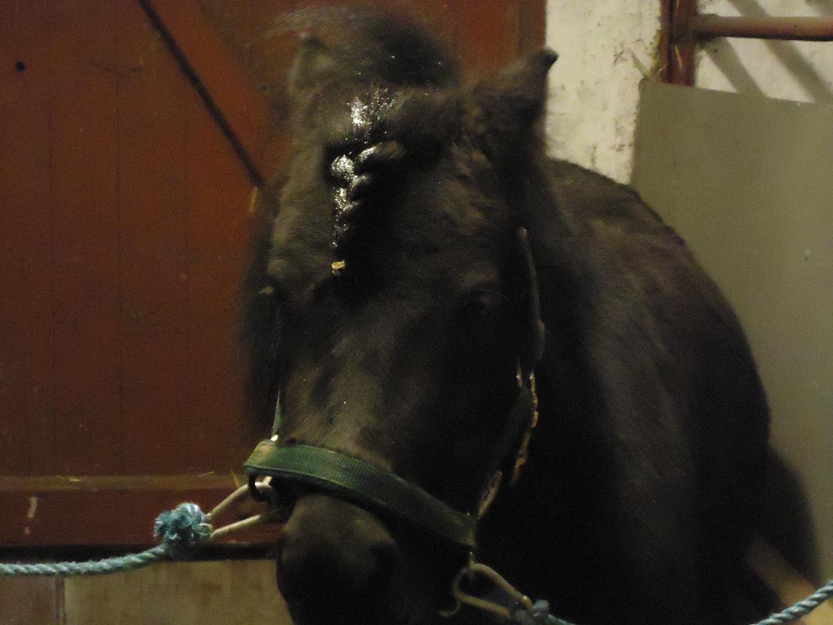 Shetlænder Robin<3 - "tøzze hygge" Med Robin! :D  billede 16