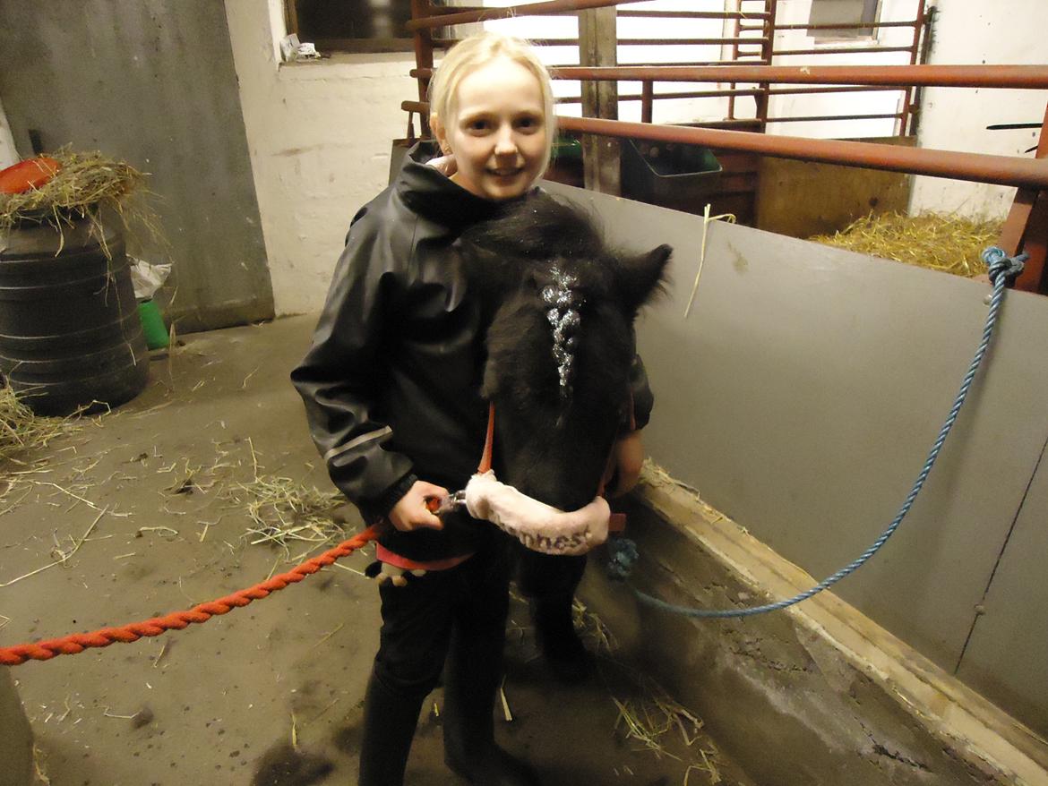 Shetlænder Rikke!<3 - Velkommen til rikke`s profil! :D billede 2