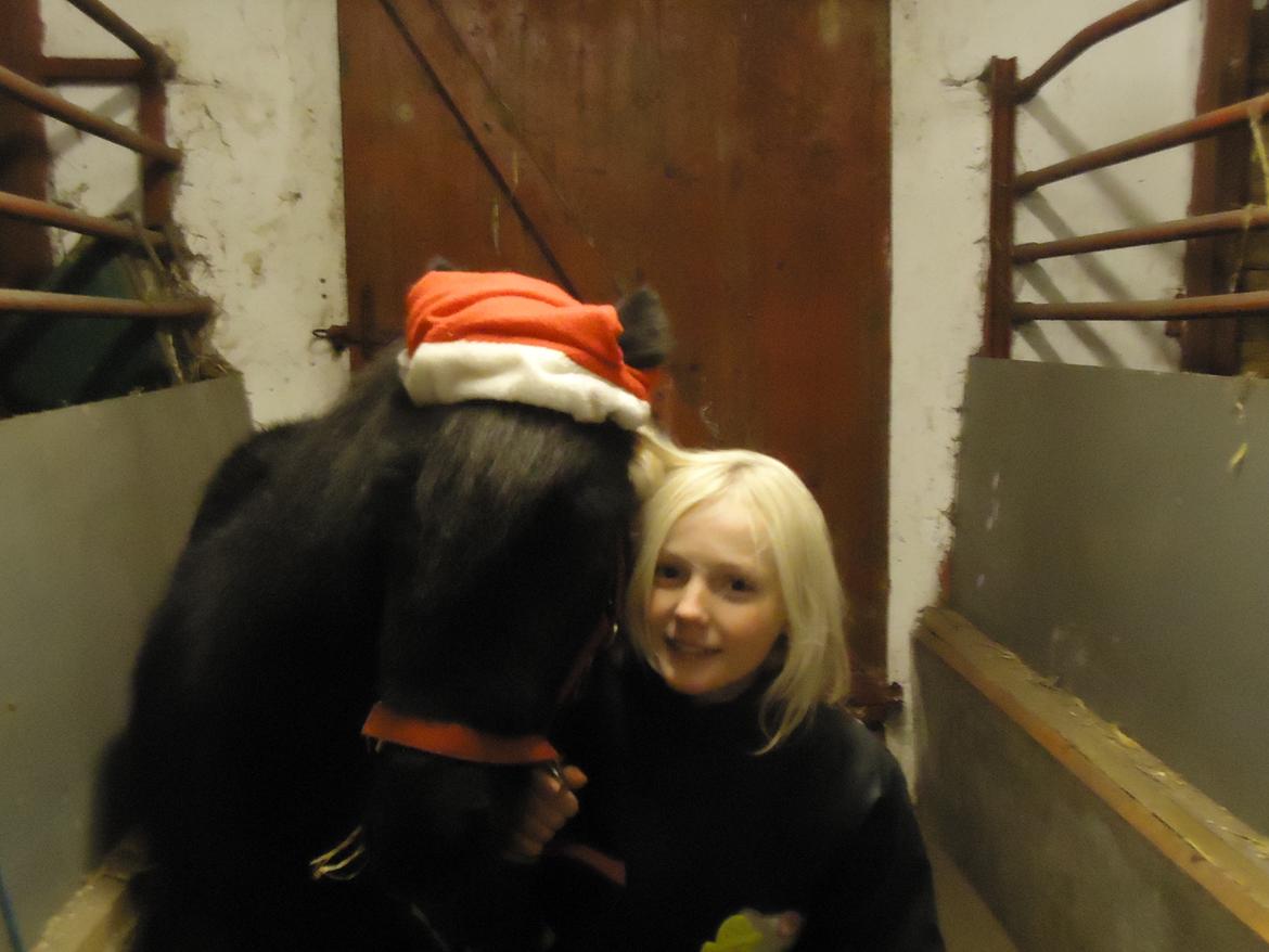 Shetlænder Rikke!<3 - Mig og Rikke er kommet i jule humør!:) billede 12