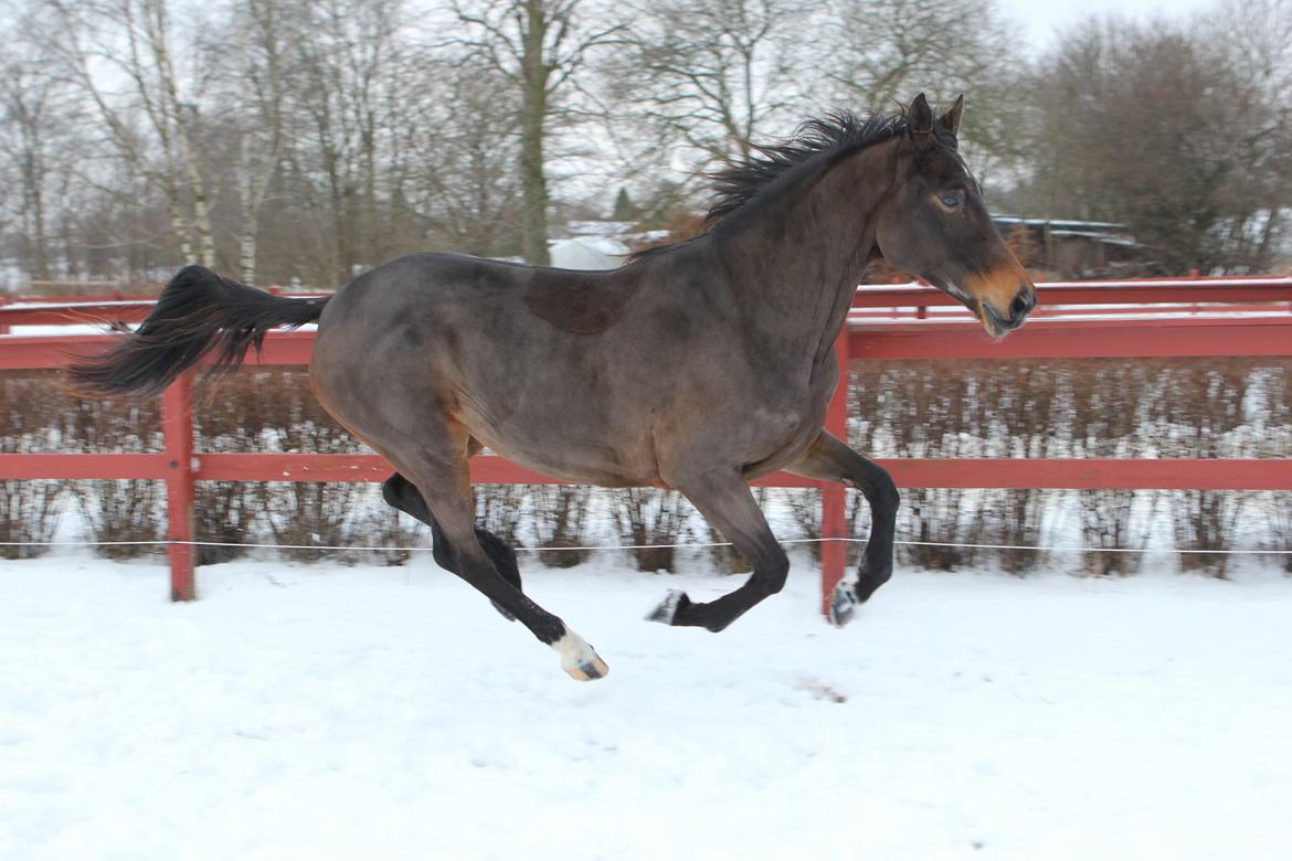 Trakehner Roxette - December 12 billede 15