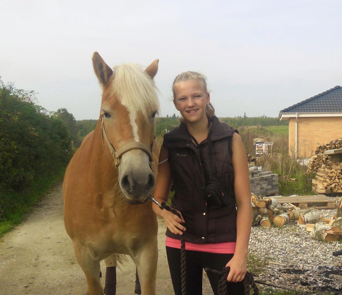 Haflinger Boline Bendroff billede 19