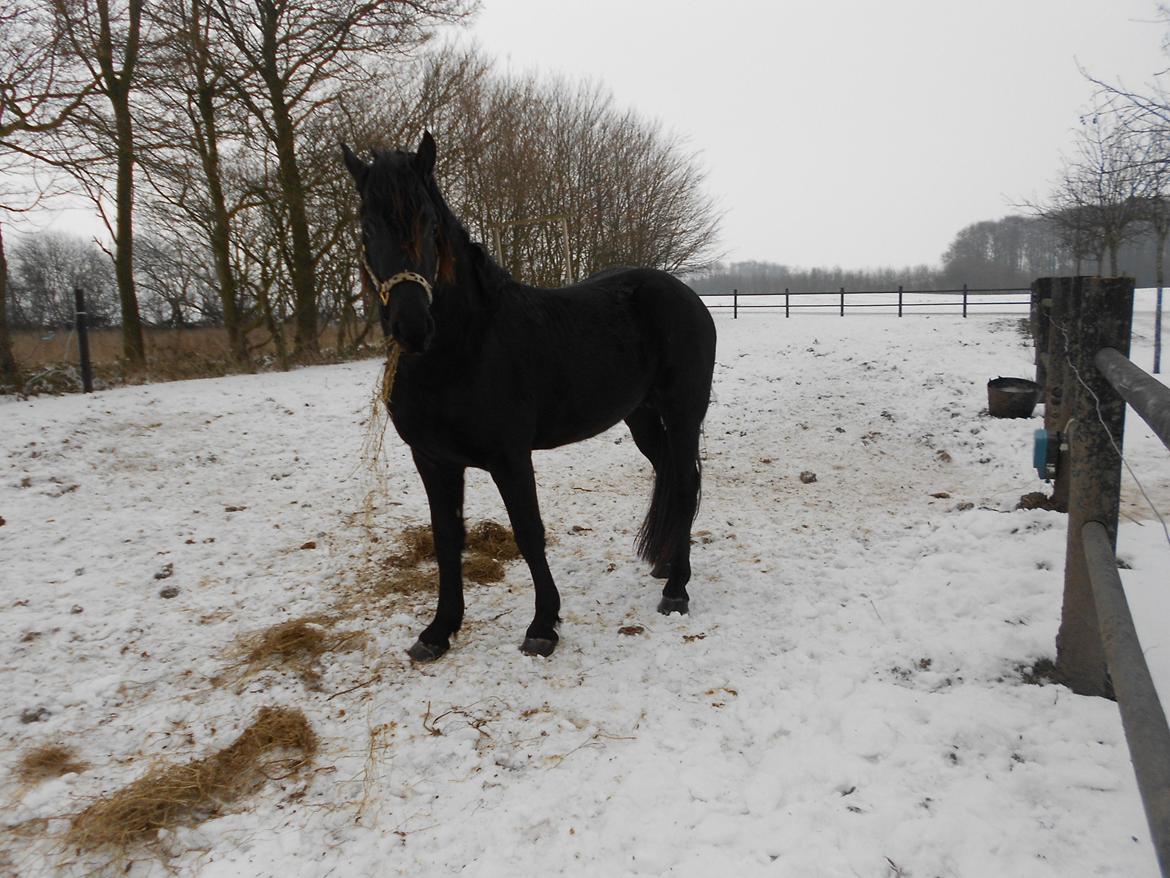 Frieser Jack Whiskey (Bassen <3) - Smukke Jack i sneén :) <3 billede 15