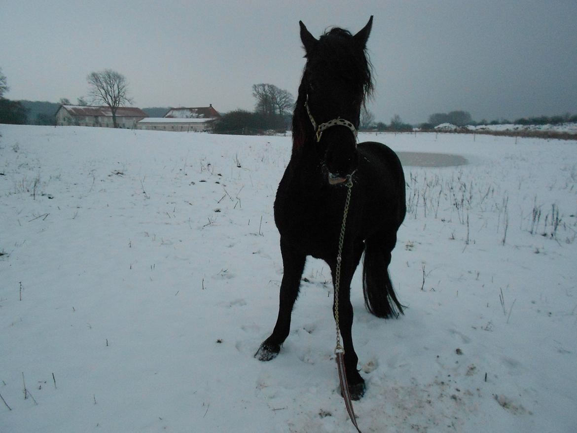 Frieser Jack Whiskey (Bassen <3) - Hehe så rækker han lige lidt tunge og står i smuk ståstilling xD <3 billede 13