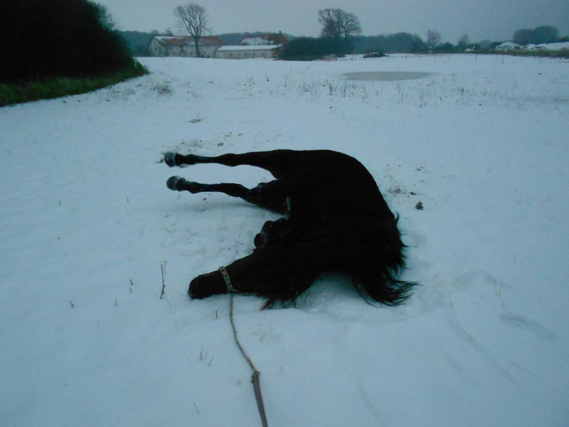Frieser Jack Whiskey (Bassen <3) - Så var det squ lige pludselig tid til en lille rulletur i mens vi var ude at gå ... :) <3 billede 18