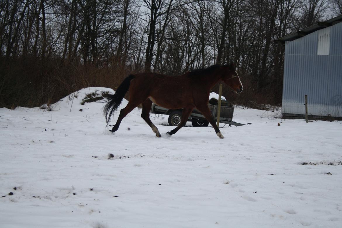 Anden særlig race Lutricia aka Tricia <3 billede 18