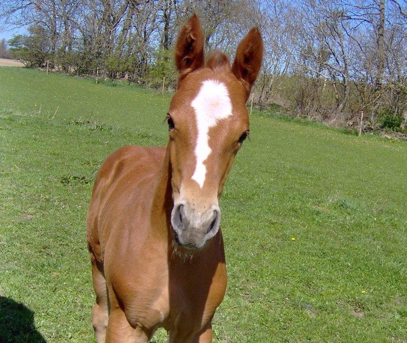 Dansk Varmblod Philipa - Philipa som baby!.<333 
-Sommer 2011 billede 2