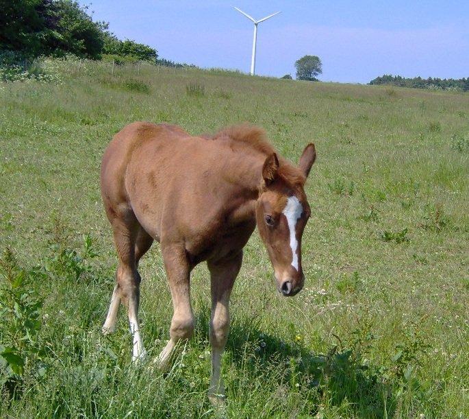 Dansk Varmblod Philipa - Philipa som baby!.<333 
-Sommer 2011 billede 3