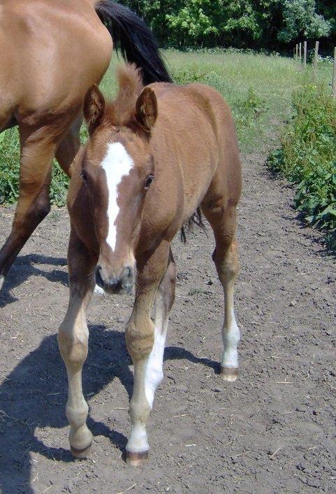 Dansk Varmblod Philipa - Philipa som baby!.<333 
-Sommer 2011 billede 4