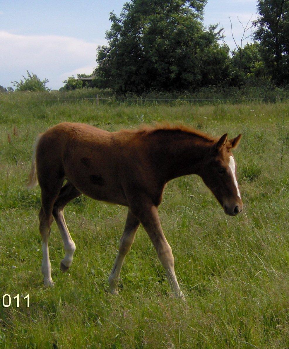 Dansk Varmblod Philipa - Philipa som baby!.<333 
-Sommer 2011 billede 5