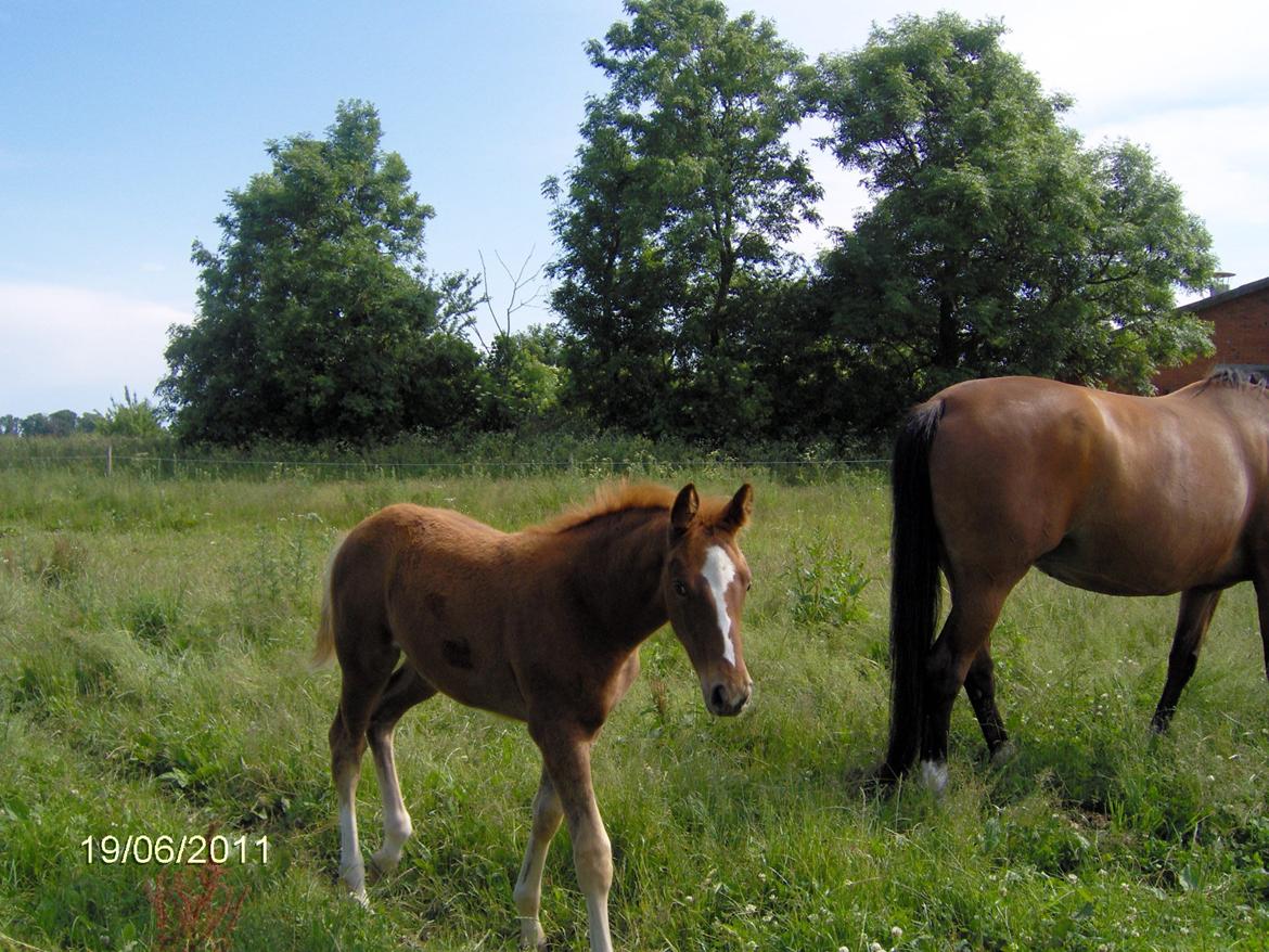Dansk Varmblod Philipa - Philipa som baby!.<333 
-Sommer 2011 billede 6