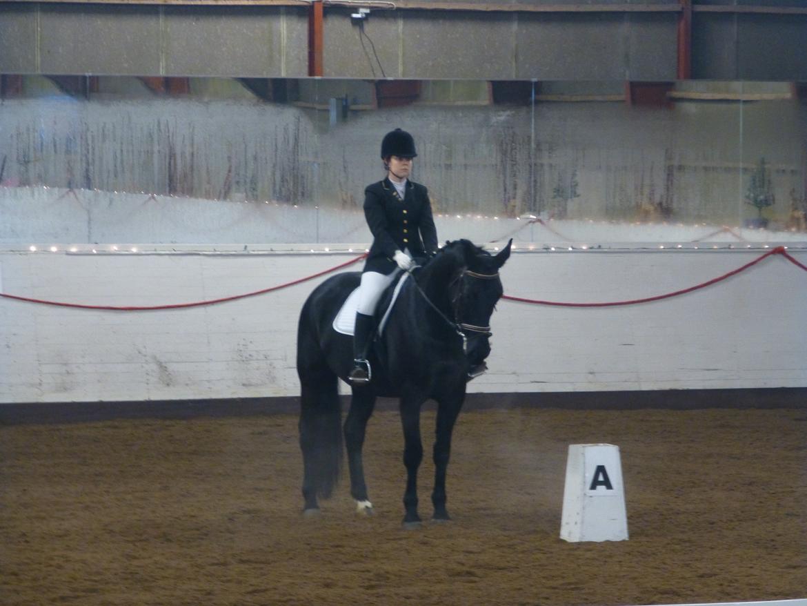 Oldenborg Silas af Skovsøgård billede 6