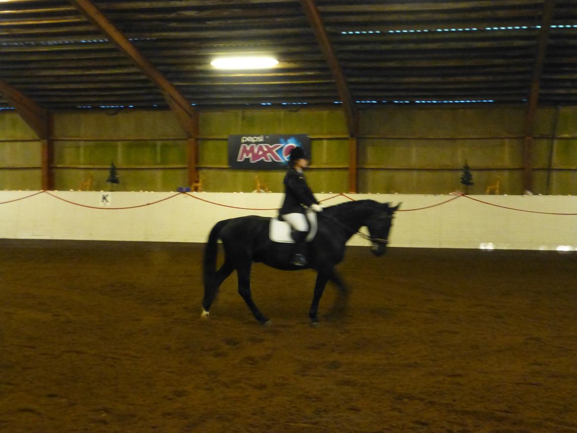 Oldenborg Silas af Skovsøgård billede 8