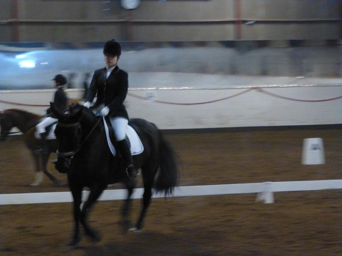 Oldenborg Silas af Skovsøgård billede 9