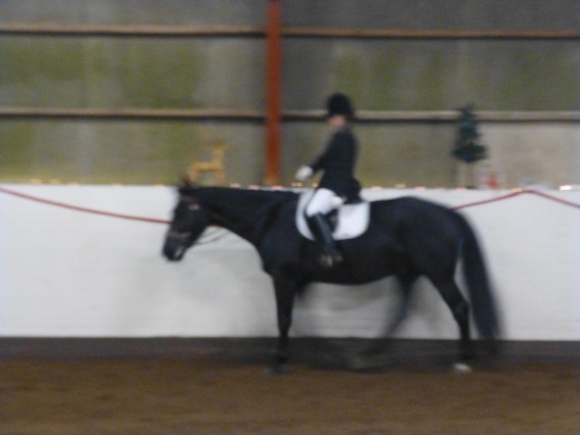 Oldenborg Silas af Skovsøgård billede 13