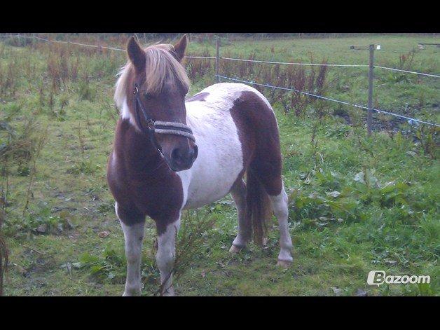 Pinto Pocahontas (har redet) billede 2