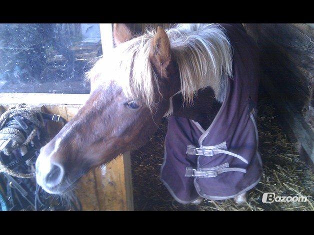 Pinto Pocahontas (har redet) billede 3