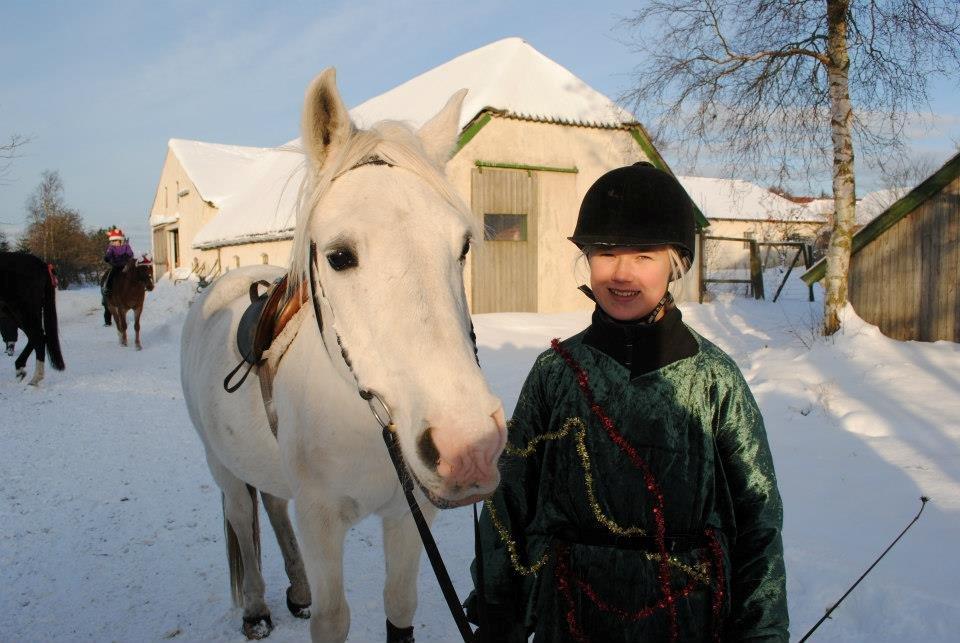 Arabisk fuldblod (OX) Saltarello - Til juleshow!!<3 billede 1