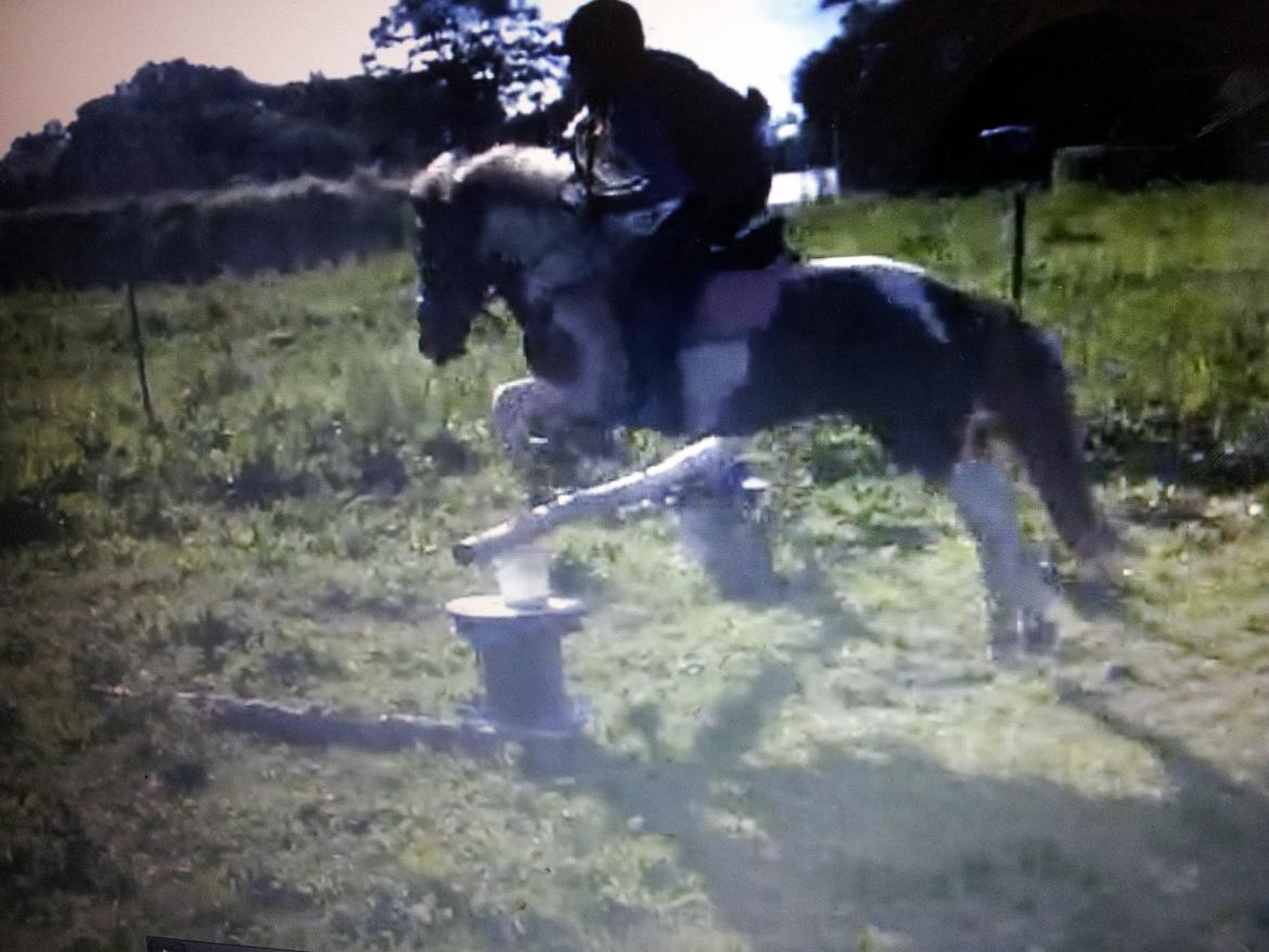 Pinto Pocahontas (har redet) billede 4