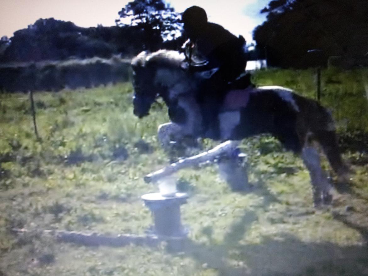 Pinto Pocahontas (har redet) billede 5