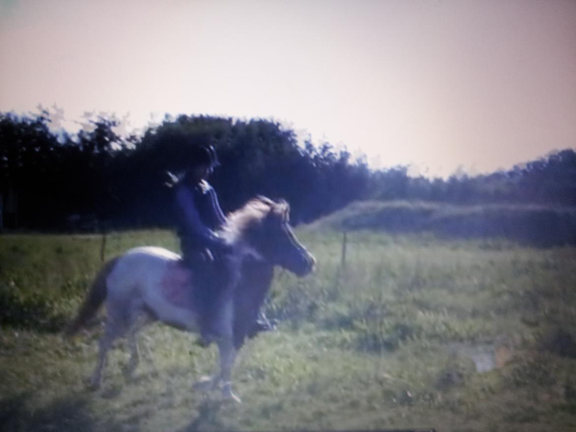 Pinto Pocahontas (har redet) billede 6