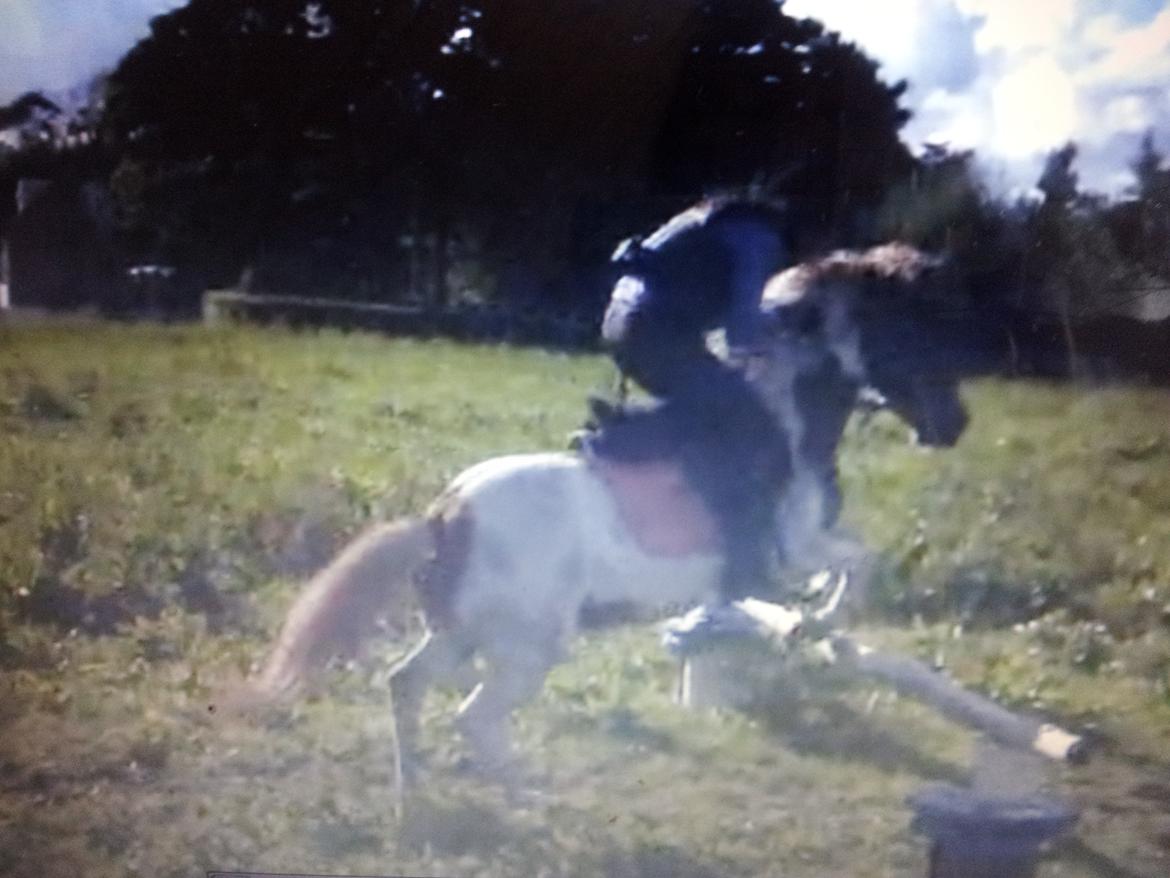 Pinto Pocahontas (har redet) billede 7