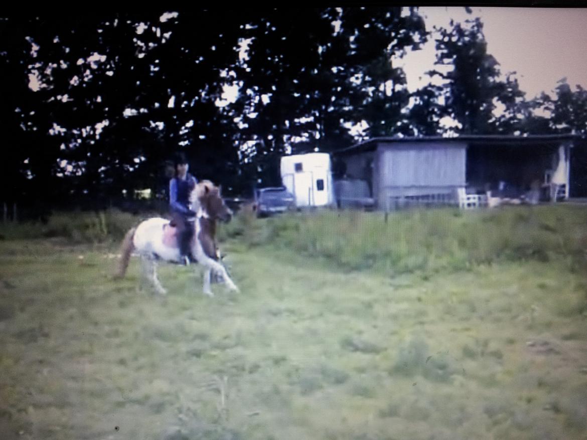 Pinto Pocahontas (har redet) billede 8