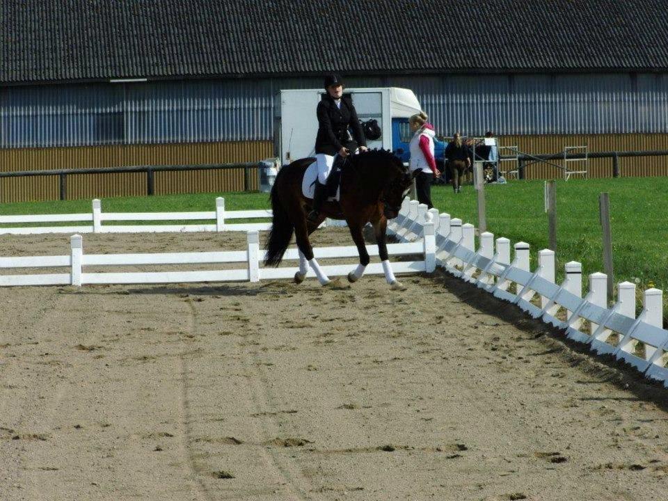 Welsh Cob (sec D) FRENDERUPGÅRDS AKITA billede 2