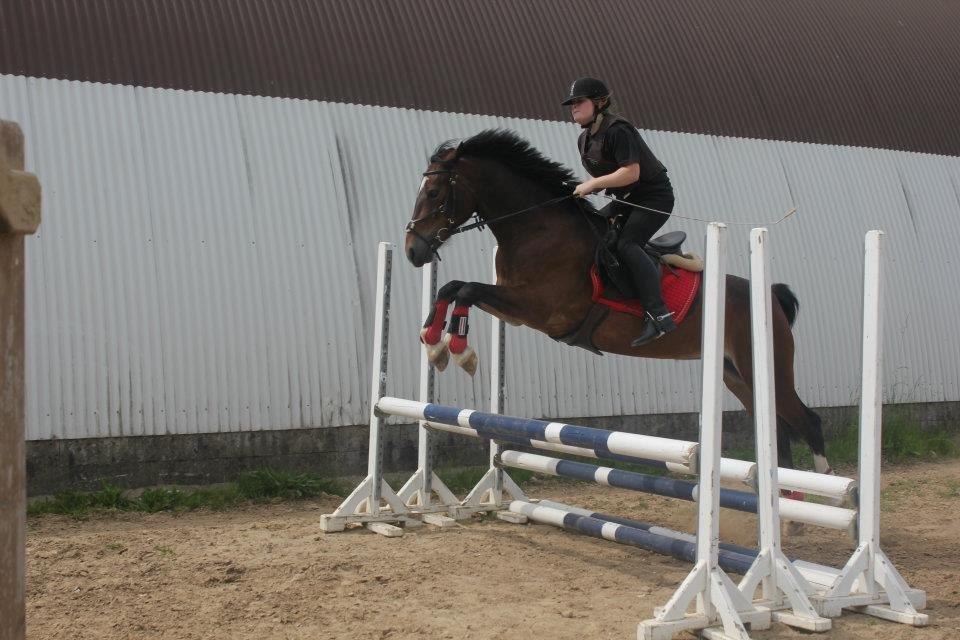Welsh Cob (sec D) FRENDERUPGÅRDS AKITA billede 3