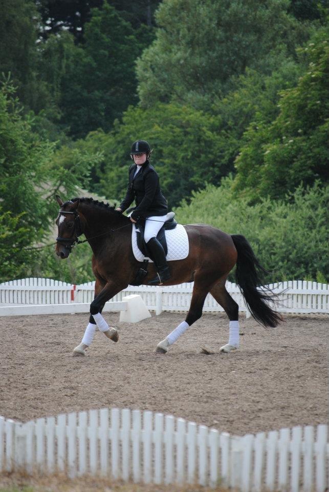 Welsh Cob (sec D) FRENDERUPGÅRDS AKITA billede 5