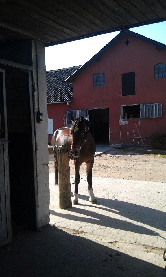 Welsh Cob (sec D) FRENDERUPGÅRDS AKITA billede 6