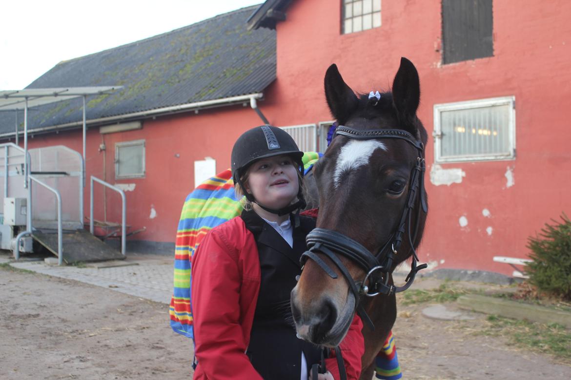 Welsh Cob (sec D) FRENDERUPGÅRDS AKITA billede 7