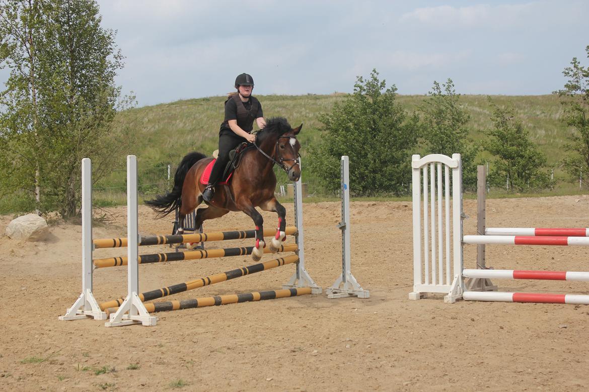 Welsh Cob (sec D) FRENDERUPGÅRDS AKITA billede 8