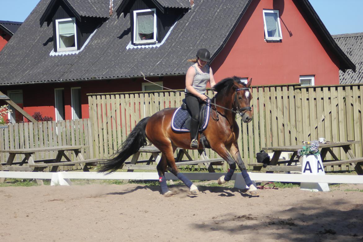 Welsh Cob (sec D) FRENDERUPGÅRDS AKITA billede 9