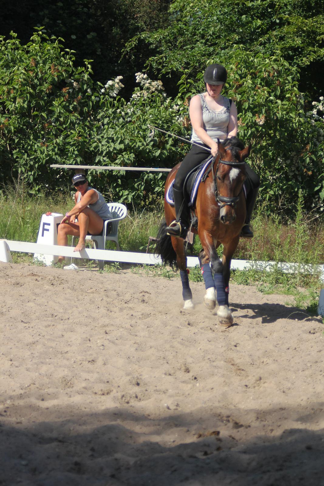 Welsh Cob (sec D) FRENDERUPGÅRDS AKITA billede 10
