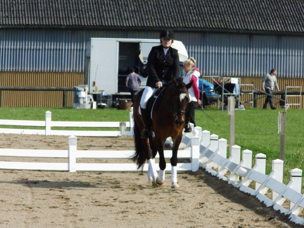 Welsh Cob (sec D) FRENDERUPGÅRDS AKITA billede 12