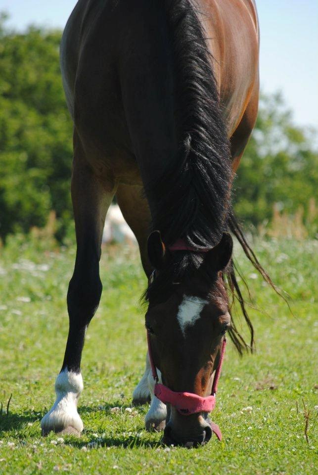 Welsh Cob (sec D) FRENDERUPGÅRDS AKITA billede 13