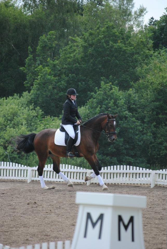 Welsh Cob (sec D) FRENDERUPGÅRDS AKITA billede 14
