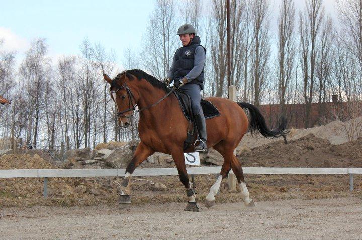 Dansk Varmblod Egely´s Fanny billede 2