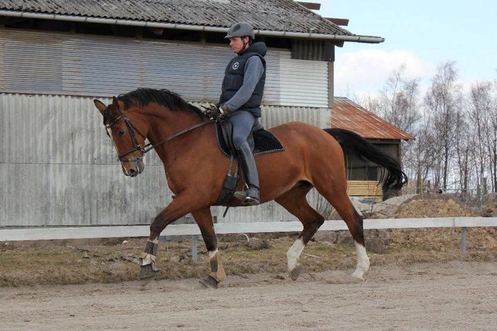 Dansk Varmblod Egely´s Fanny billede 3