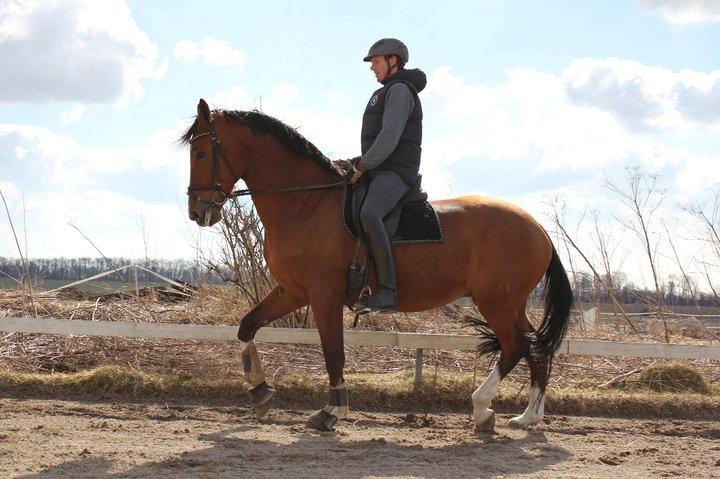 Dansk Varmblod Egely´s Fanny billede 4