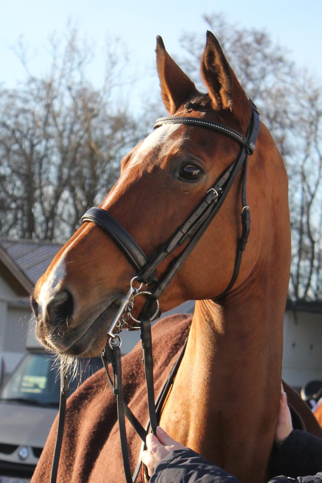 Dansk Varmblod Egely´s Fanny billede 5